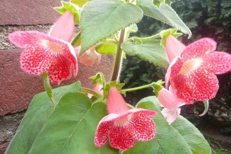 Колерия - Цветы похожие на колокольчики