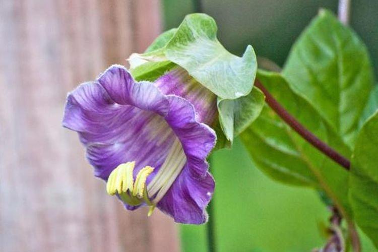 Кобея - Цветы похожие на колокольчики