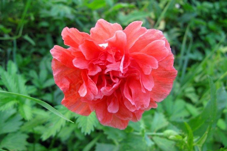 Пионовидный мак - Цветы похожие на пионы