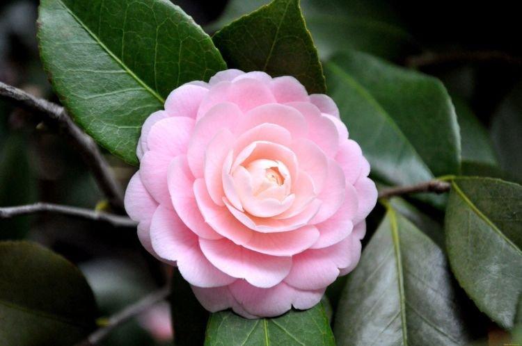 Камелия - Цветы похожие на пионы