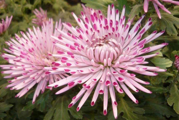 Крупноцветковая хризантема - Цветы похожие на пионы