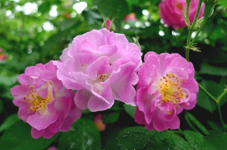 Шиповник - Цветы похожие на пионы