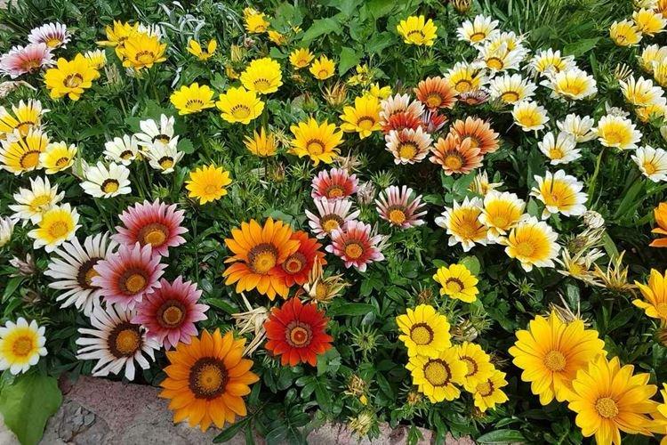 Гацания - Цветы похожие на ромашки
