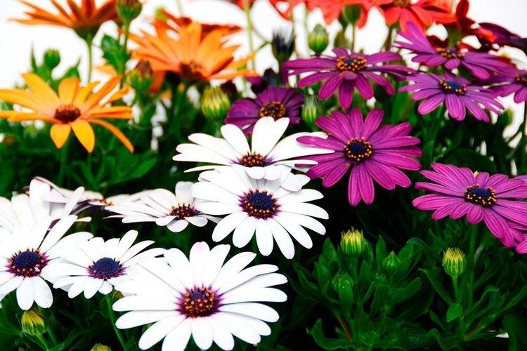 Остеоспермум - Цветы похожие на ромашки