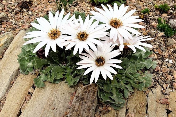 Арктотис - Цветы похожие на ромашки