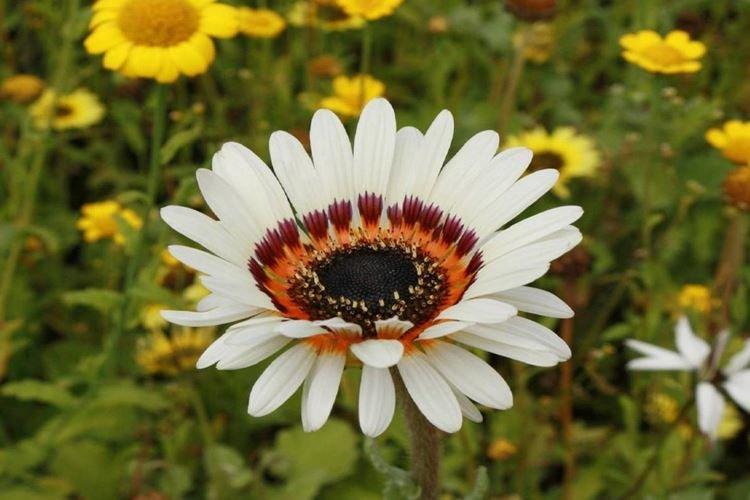 Венидиум - Цветы похожие на ромашки