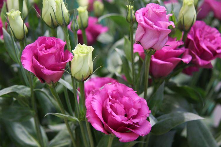 Цветы, похожие на розы: названия и фото (каталог)