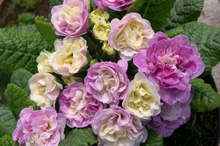 Махровая примула - Цветы похожие на розы