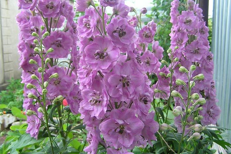 Дельфиниум тихоокеанский - Виды и сорта