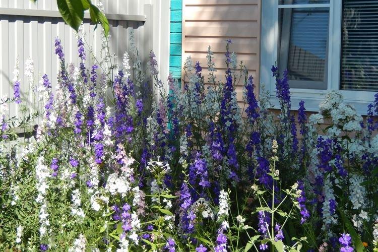 Полив - Уход за дельфиниумом