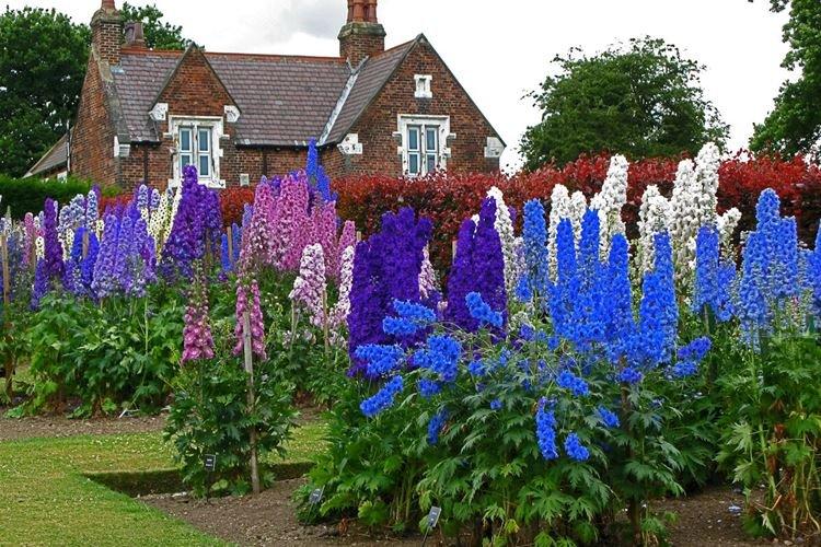 Пересадка и размножение - Уход за дельфиниумом