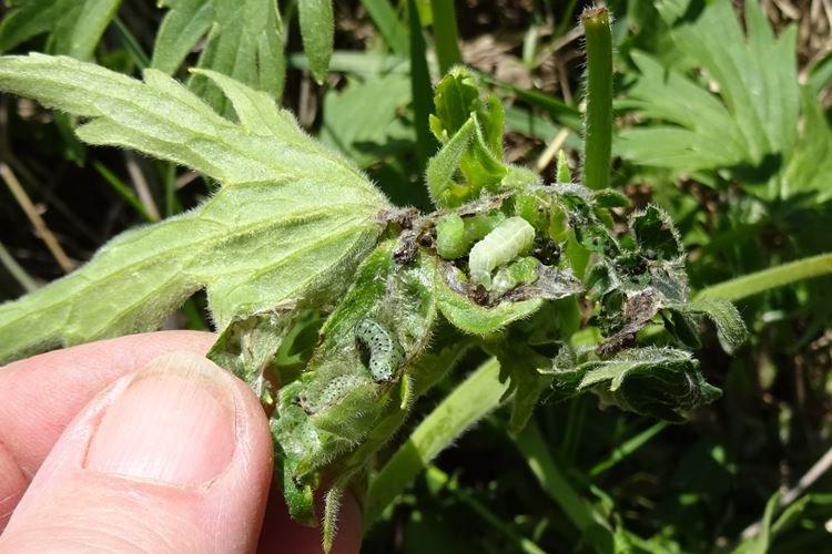 Борьба с вредителями и болезнями - Дельфиниум