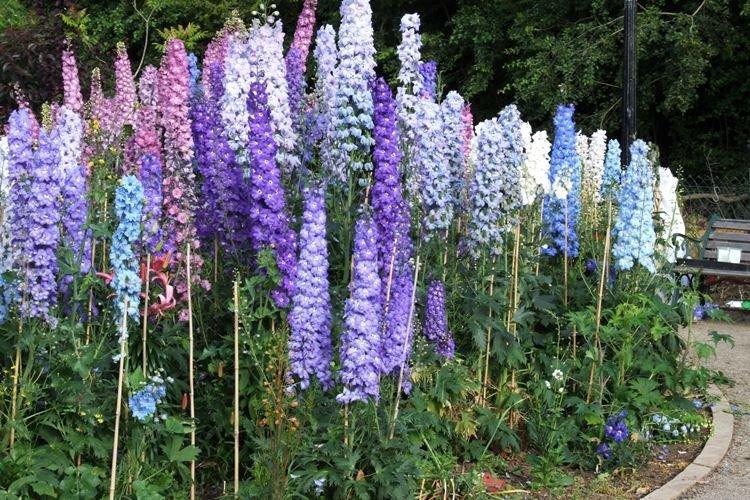 Дельфиниум - фото