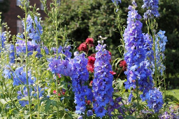 Дельфиниум - фото