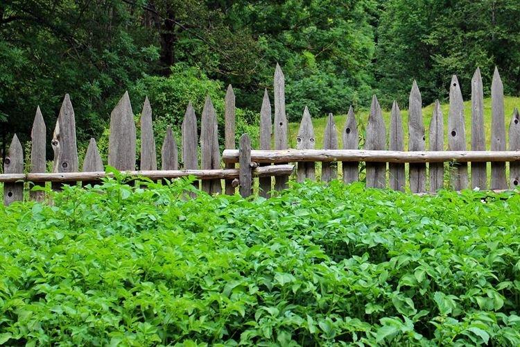 Частокол - Деревянные заборы фото и идеи