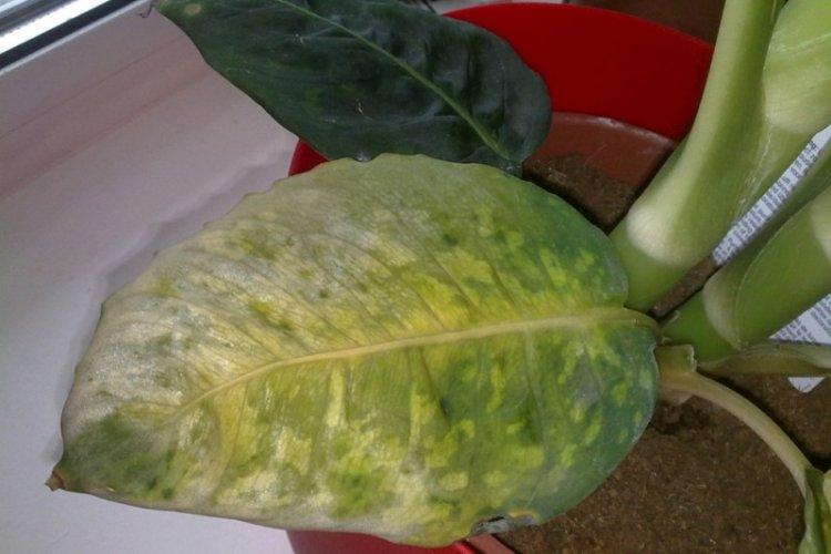 Борьба с вредителями и болезнями - Диффенбахия