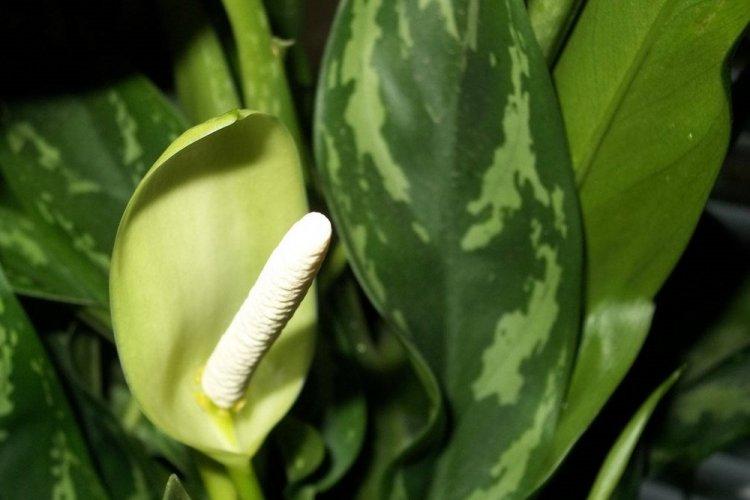 Диффенбахия - фото