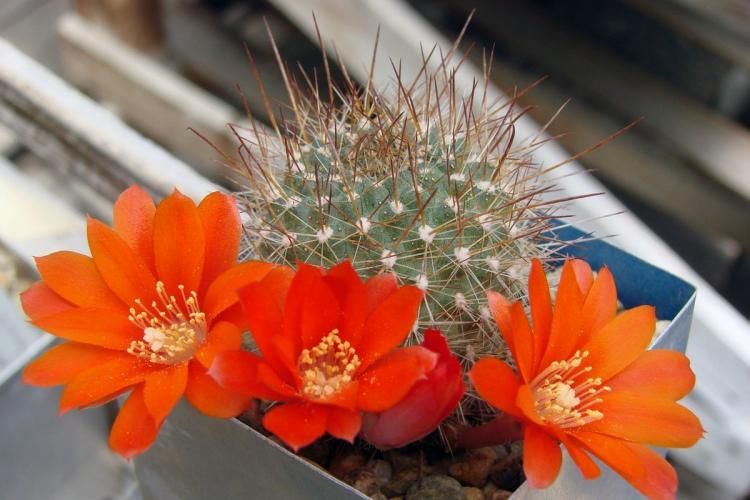 Домашние кактусы - фото
