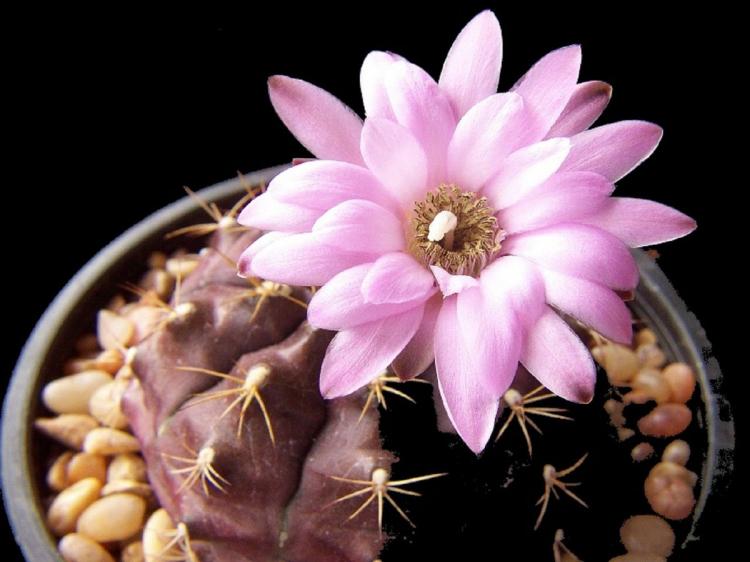 Домашние кактусы - фото