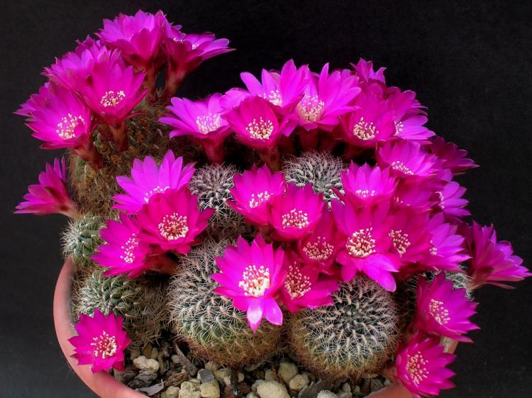 Домашние кактусы - фото