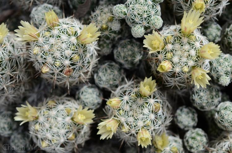 Домашние кактусы - фото