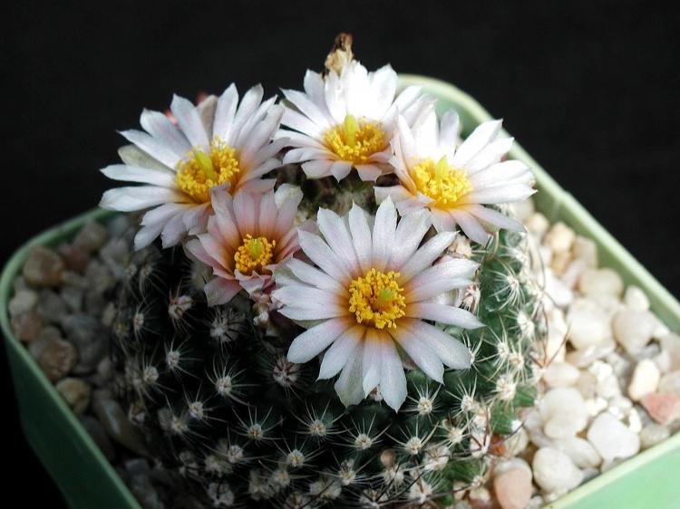 Домашние кактусы - фото