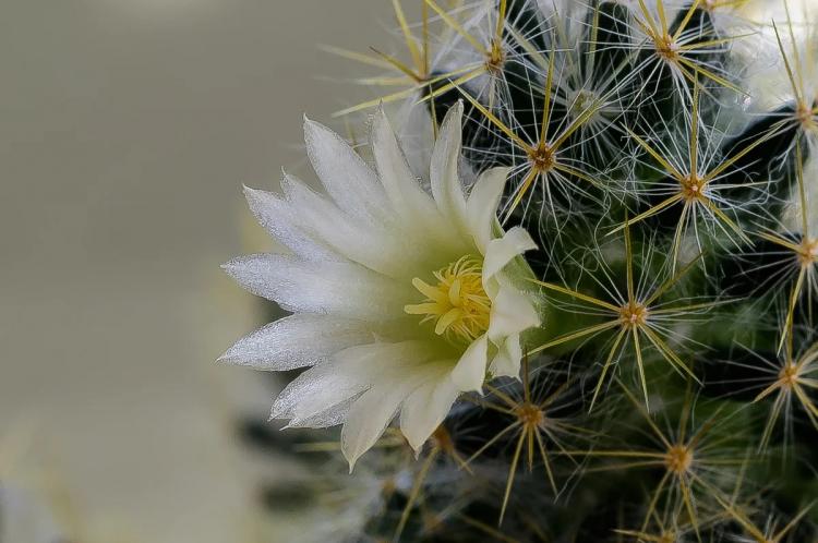 Домашние кактусы - фото