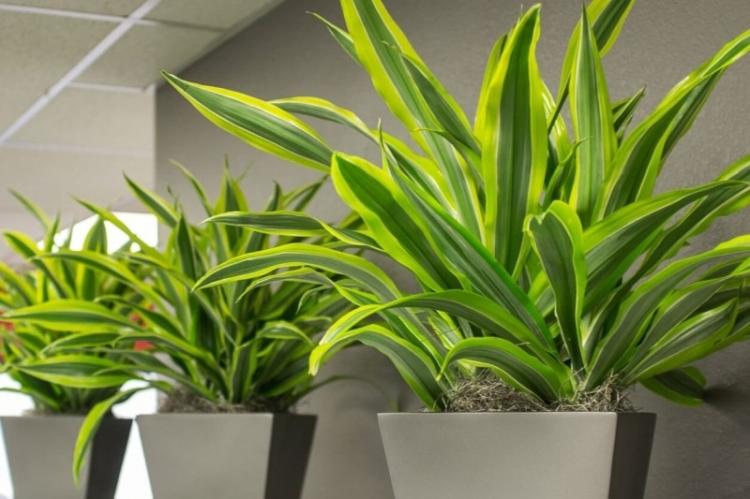 Внешний вид - Драцена