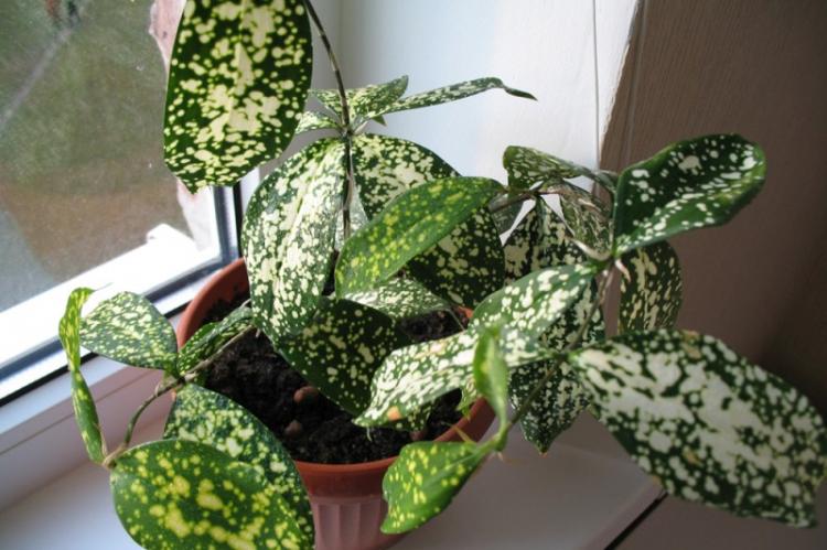 Драцена Годсефа - Виды драцены