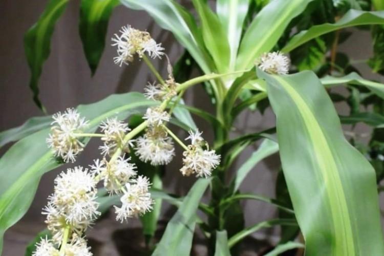 Драцена душистая - Виды драцены