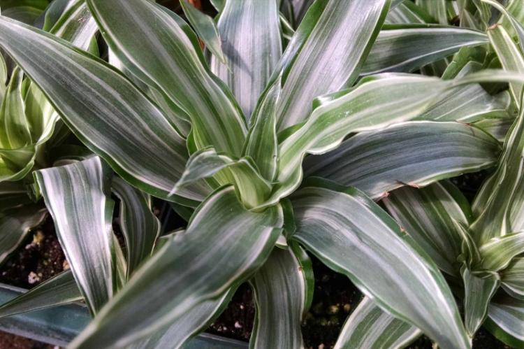 Драцена - фото