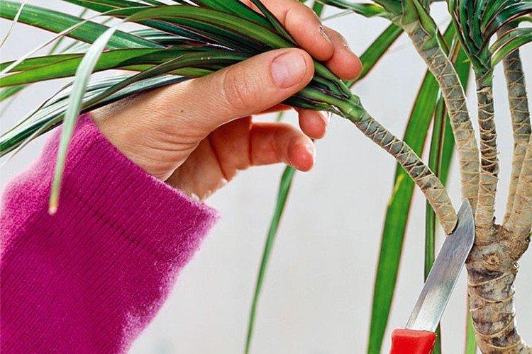 Обрезка - Уход за драценой маргината