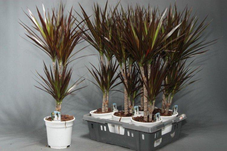 Драцена маргината - фото