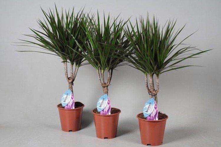 Драцена маргината - фото