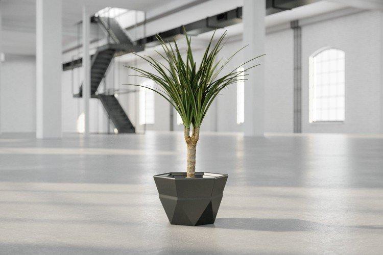 Драцена маргината - фото