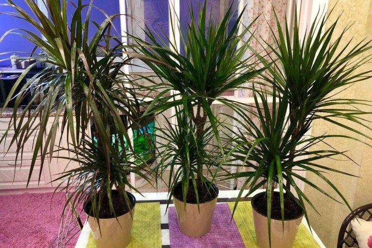 Драцена маргината - фото