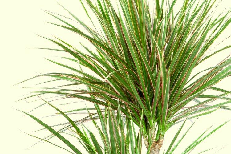 Драцена маргината - фото