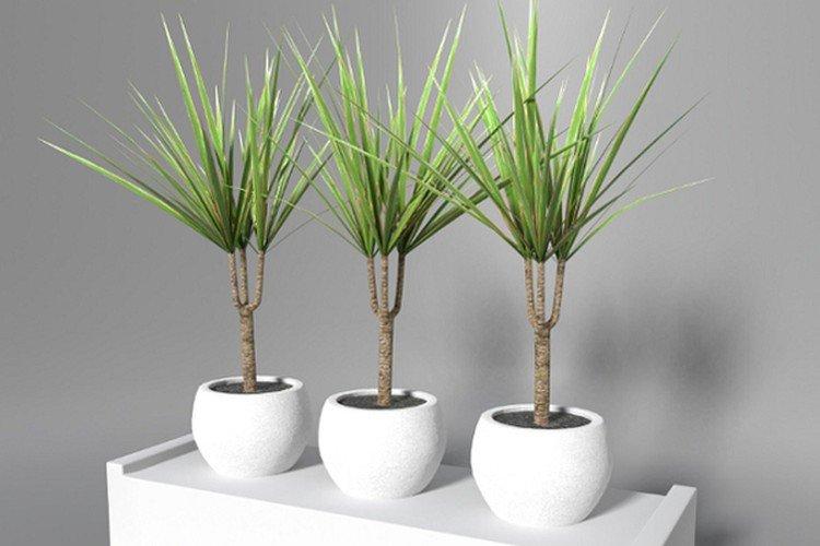 Драцена маргината - фото