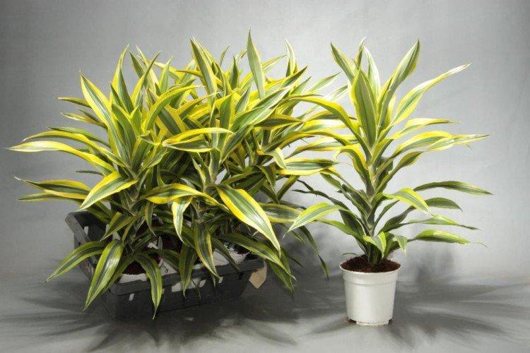 Почва - Драцена уход в домашних условиях