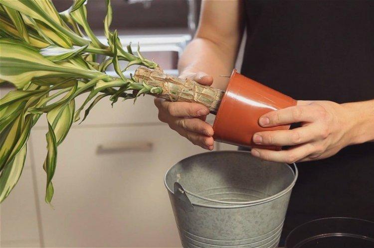 Пересадка - Драцена уход в домашних условиях