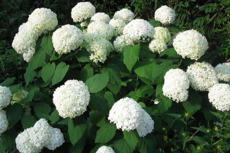 Общая информация - Древовидная гортензия