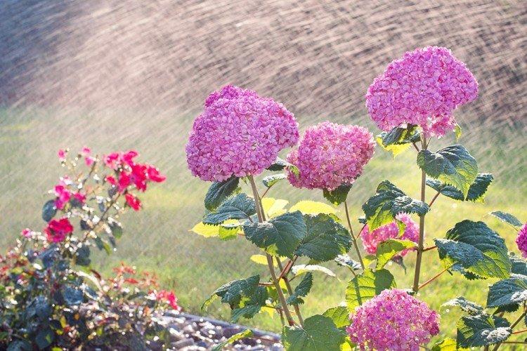 Полив - Уход за древовидной гортензией