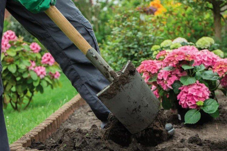 Пересадка и размножение - Уход за древовидной гортензией