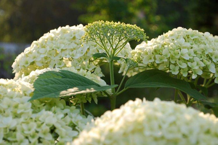 Древовидная гортензия - фото