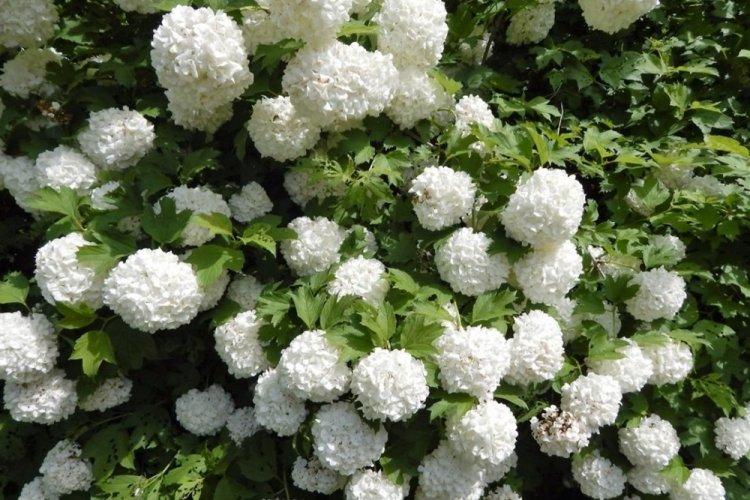 Древовидная гортензия - фото