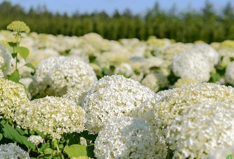 Древовидная гортензия - фото