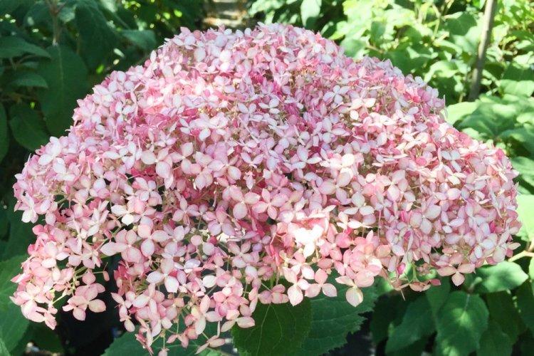 Древовидная гортензия - фото