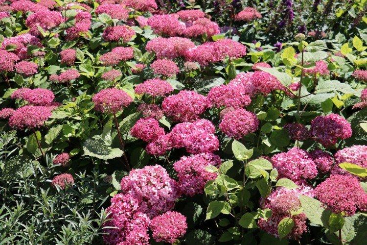 Древовидная гортензия - фото