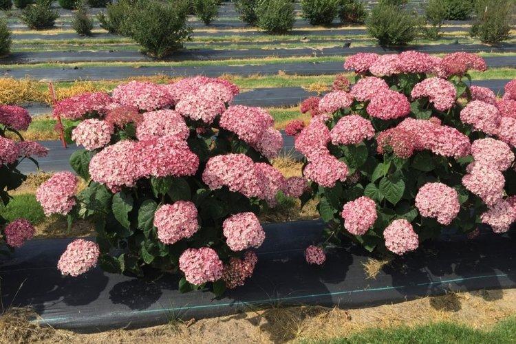 Древовидная гортензия - фото