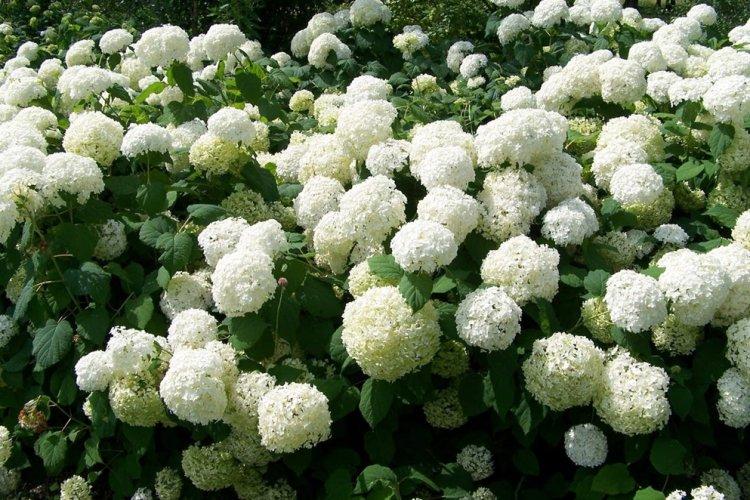 Древовидная гортензия - фото